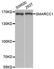 Western blot analysis of extracts of various cell lines, using SMARCC1 Polyclonal Antibody.