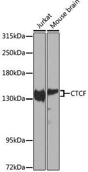 Western blot analysis of extracts of various cells, using CTCF Polyclonal Antibody.