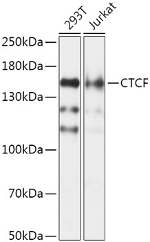 CTCF Polyclonal Antibody (100 µl)