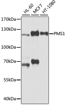 Western blot analysis of extracts of various cell lines, using PMS1 Polyclonal Antibody.