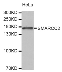 Western blot analysis of extracts of HeLa cell line, using SMARCC2 Polyclonal Antibody.