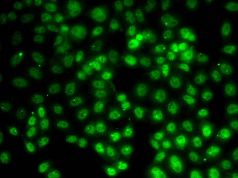 Immunofluorescence analysis of HeLa cell using PRMT2 Polyclonal Antibody.