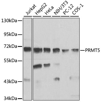 PRMT5 Polyclonal Antibody (100 µl)