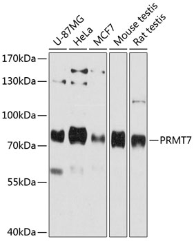 PRMT7 Polyclonal Antibody (50 µl)