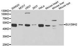 Western blot analysis of extracts of various cell lines, using SUV39H2 antibody