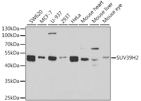 SUV39H2 Polyclonal Antibody (100 µl)