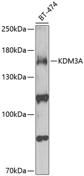 KDM3A Polyclonal Antibody (50 µl)