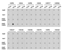 Dot-blot analysis of all sorts of methylation peptides using Histone H3R2 Symmetric Dimethyl Polyclonal Antibody.