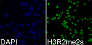 Immunofluorescence analysis of 293T cell using Histone H3R2 Symmetric Dimethyl Polyclonal Antibody. Blue: DAPI for nuclear staining.