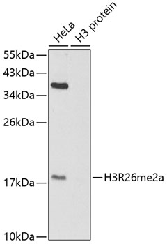 Histone H3R26 Dimethyl Asymmetric (H3R26me2a) Polyclonal Antibody (50 µl)
