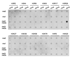 Dot-blot analysis of all sorts of methylation peptides using Histone H3R26 Dimethyl Asymmetric (H3R26me2a) Polyclonal Antibody.