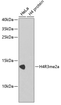 Histone H4R3 Dimethyl Asymmetric (H4R3me2a) Polyclonal Antibody (100 µl)