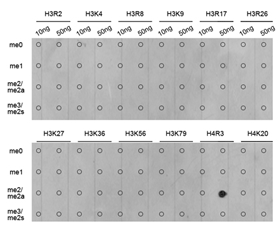 Dot-blot analysis of all sorts of methylation peptides using Histone H4R3 Dimethyl Asymmetric (H4R3me2a) Polyclonal Antibody.