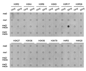 Dot-blot analysis of all sorts of methylation peptides using Histone H3R17 Dimethyl Asymmetric (H3R17me2a) Polyclonal Antibody.