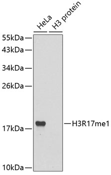 Histone H3R17 Monomethyl (H3R17me1) Polyclonal Antibody (100 µl)