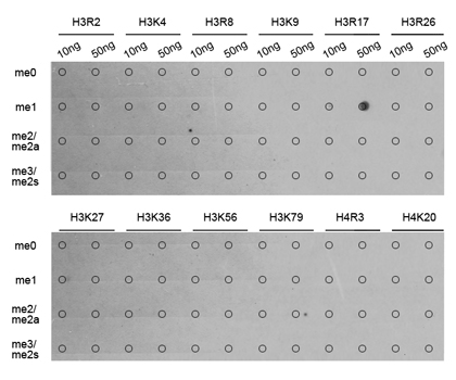 Dot-blot analysis of all sorts of methylation peptides using Histone H3R17 Monomethyl Polyclonal Antibody.