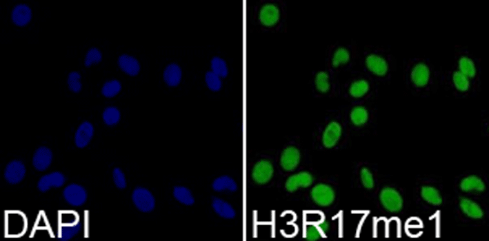 Immunofluorescence analysis of 293T cell using Histone H3R17 Monomethyl Polyclonal Antibody. Blue: DAPI for nuclear staining.