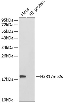 Histone H3R17 Dimethyl Symmetric (H3R17me2s) Polyclonal Antibody (100 µl)