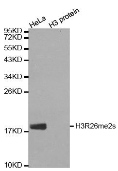 Western blot analysis of extracts of HeLa cell line and H3 protein expressed in E.coli., using Histone H3R26 Dimethyl Symmetric (H3R26me2s) Polyclonal Antibody.