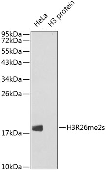 Histone H3R26 Dimethyl Symmetric (H3R26me2s) Polyclonal Antibody (50 µl)