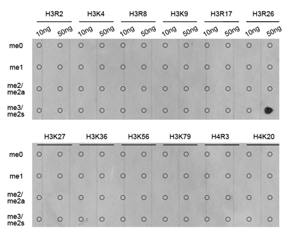 Dot-blot analysis of all sorts of methylation peptides using Histone H3R26 Dimethyl Symmetric (H3R26me2s) Polyclonal Antibody.