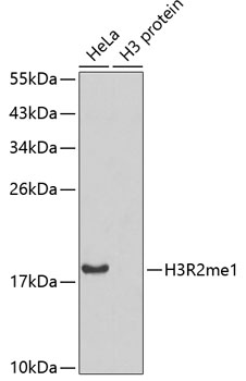 Histone H3R2 Monomethyl (H3R2me1) Polyclonal Antibody (100 µl)