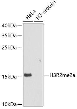 Histone H3R2 Dimethyl Asymmetric (H3R2me2a) Polyclonal Antibody (100 µl)