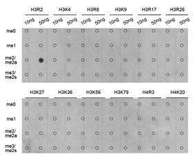Dot-blot analysis of all sorts of methylation peptides using Histone H3R2 Asymmetric Dimethyl Polyclonal Antibody.