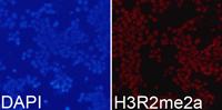 Immunofluorescence analysis of 293T cell using Histone H3R2 Asymmetric Dimethyl Polyclonal Antibody. Blue: DAPI for nuclear staining.