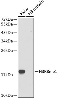 Histone H3R8 Monomethyl (H3R8me1) Polyclonal Antibody (100 µl)