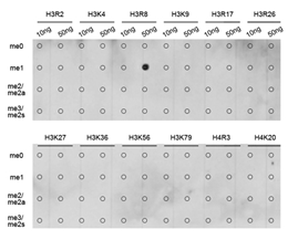 Dot-blot analysis of all sorts of methylation peptides using Histone H3R8 Monomethyl Polyclonal Antibody.