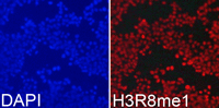 Immunofluorescence analysis of 293T cell using Histone H3R8 Monomethyl Polyclonal Antibody. Blue: DAPI for nuclear staining.