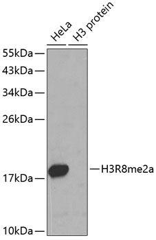 Histone H3R8 Dimethyl Asymmetric (H3R8me2a) Polyclonal Antibody (50 µl)