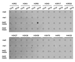 Dot-blot analysis of all sorts of methylation peptides using Histone H3R8 Asymmetric Dimethyl Polyclonal Antibody.