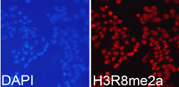 Immunofluorescence analysis of 293T cell using Histone H3R8 Asymmetric Dimethyl Polyclonal Antibody. Blue: DAPI for nuclear staining.