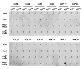 Dot-blot analysis of all sorts of methylation peptides using Histone H4R3 Dimethyl Symmetric (H4R3me2s) Polyclonal Antibody.