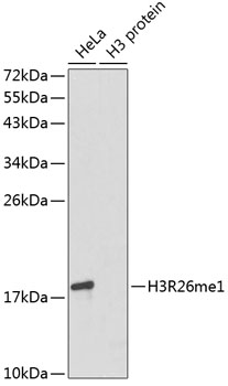 Histone H3R26 Monomethyl (H3R26me1) Polyclonal Antibody (50 µl)