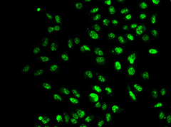 Immunofluorescence analysis of A549 cell using SETD2 Polyclonal Antibody.