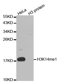 Western blot analysis of extracts of HeLa and H3 protein, using Histone H3K14 Monomethyl Polyclonal Antibody.