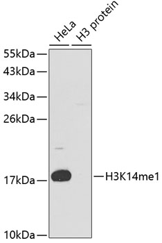 Histone H3K14me1 (H3K14 Monomethyl) Polyclonal Antibody (50 µl)