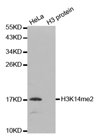 Western blot analysis of extracts of HeLa and H3 protein, using Histone H3K14 Dimethyl Polyclonal Antibody.