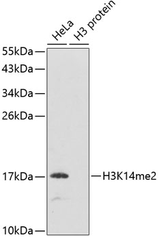 Histone H3K14me2 (H3K14 Dimethyl) Polyclonal Antibody (100 µl)