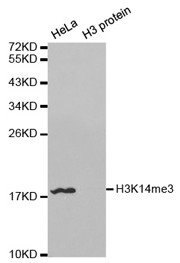 Western blot analysis of extracts of HeLa and H3 protein, using Histone H3K14 Trimethyl Polyclonal Antibody.