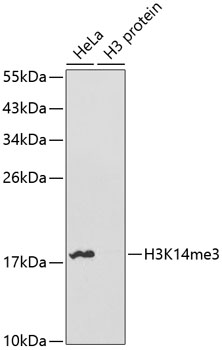 Histone H3K14me3 (H3K14 Trimethyl) Polyclonal Antibody (50 µl)