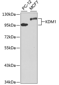 KDM1A Polyclonal Antibody (100 µl)