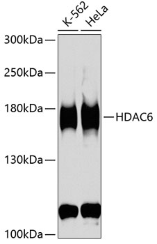HDAC6 Polyclonal Antibody (50 µl)