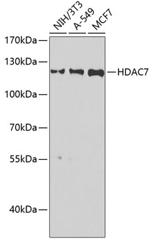 HDAC7 Polyclonal Antibody (100 µl)
