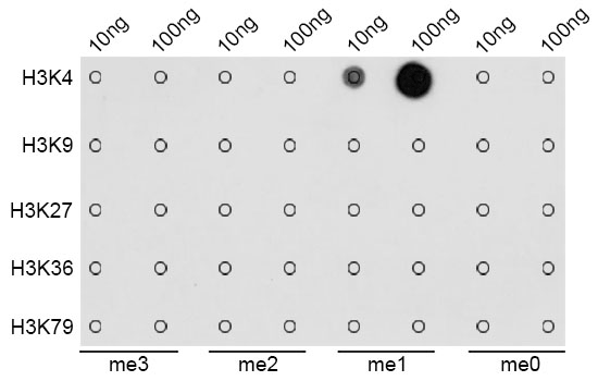 Dot-blot analysis of all sorts of methylation peptides using H3K4me1  Monomethyl Polyclonal Antibody.