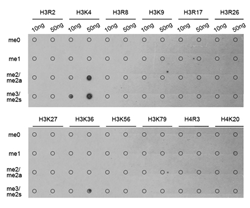 Dot-blot analysis of all sorts of methylation peptides using H3K4me3  Polyclonal Antibody.