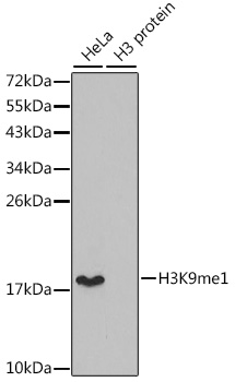 Histone H3K9me1 (H3K9 Monomethyl) Polyclonal Antibody (50 µl)